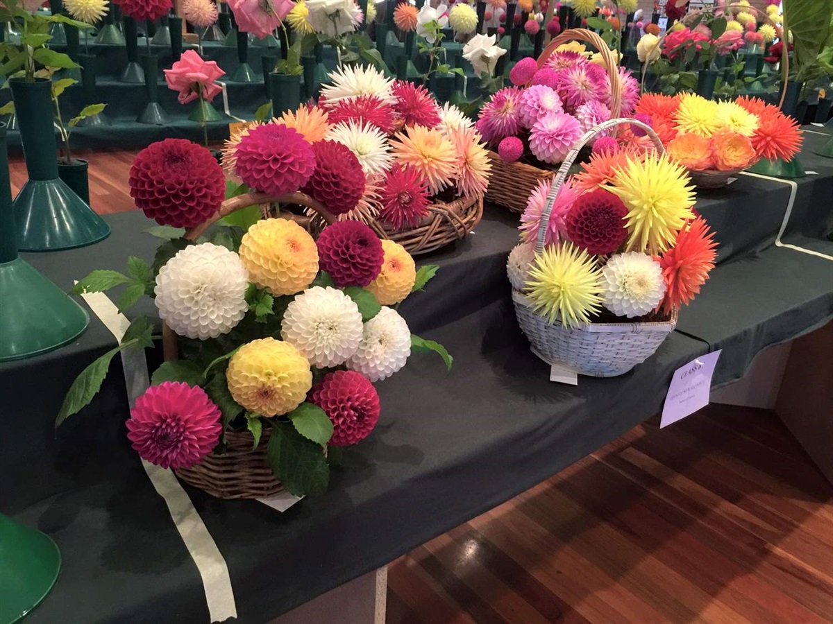 Dahlia Festival Glenelg Shire Council