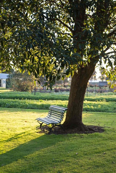 Bench seat under tree