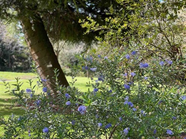 Blue Flowers