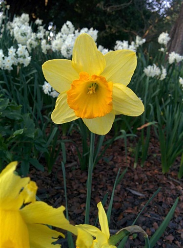 Daffodil