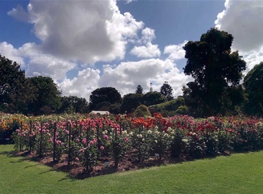 Dahlia Field