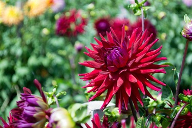 Dahlias