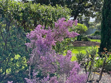 Pink blossom