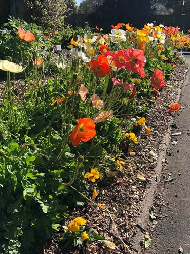 Poppies