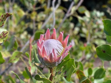 Protea