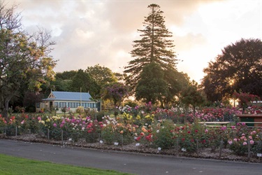 Roses at sunrise