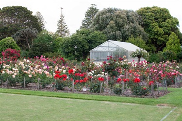 Roses in bloom