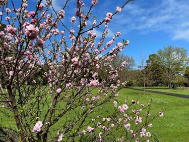 Spring Blossom