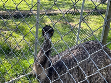 Emu