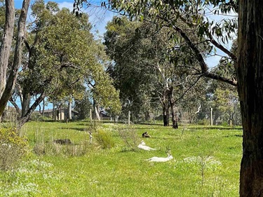 Kangaroos
