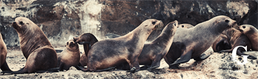 Bridgewater Seals