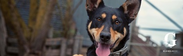 The Kelpie Dog