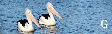 Pelicans at Nelson