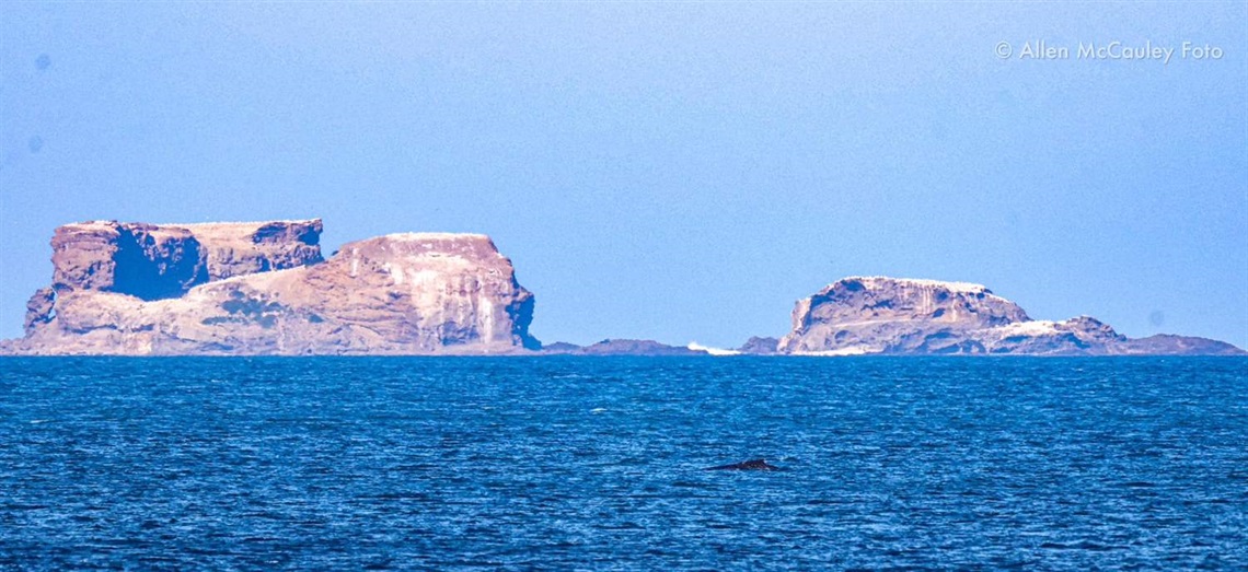 Allen McCauley whale photo 2023