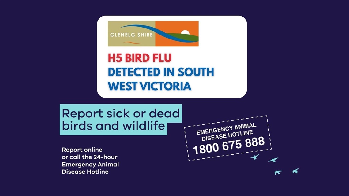 Bird flu 2.jpg