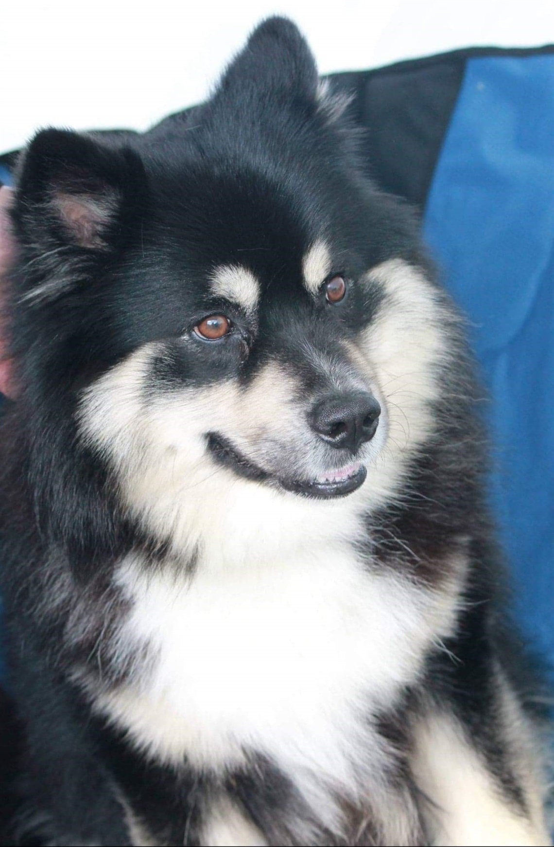 dog show.png