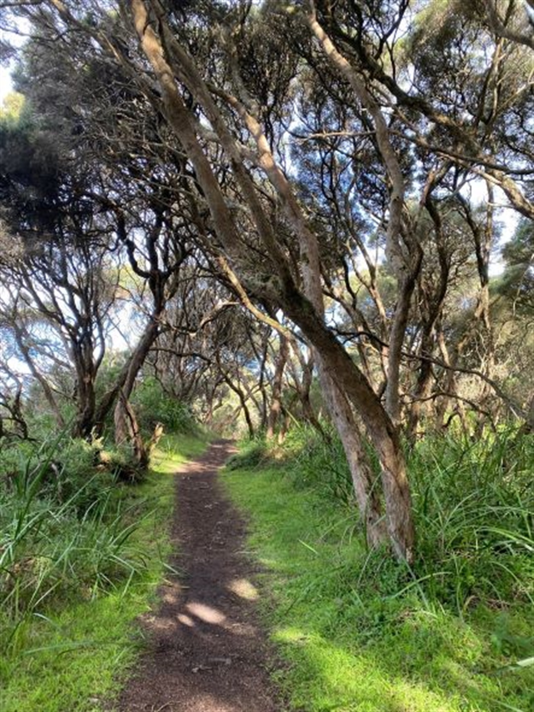 Photo inspiration: Did Recreational Walk Reference: Friends Of The Great South West Walk Recreational Walk