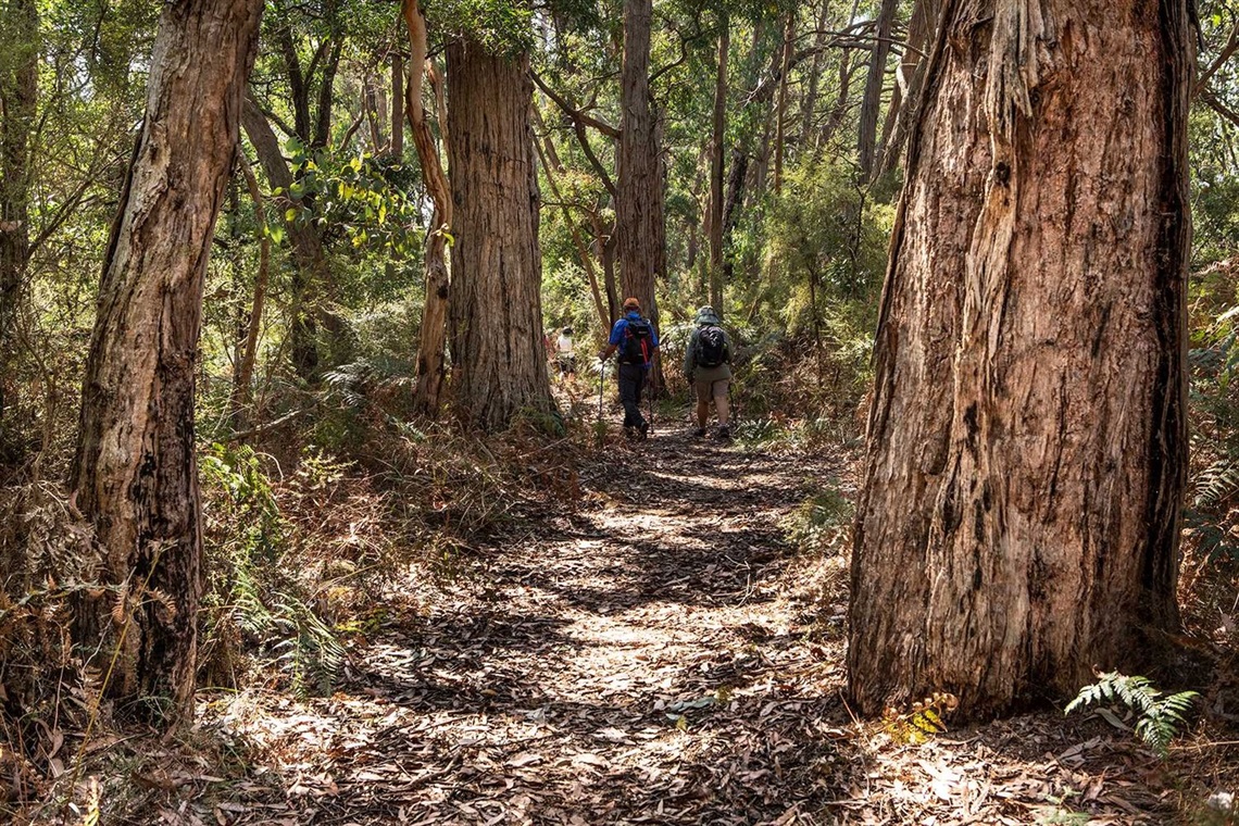 Walkers along the Great South West Walk