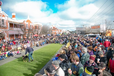 A view of the kelpie festival