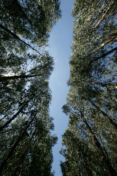 Tall trees looking up the truck to blue sky