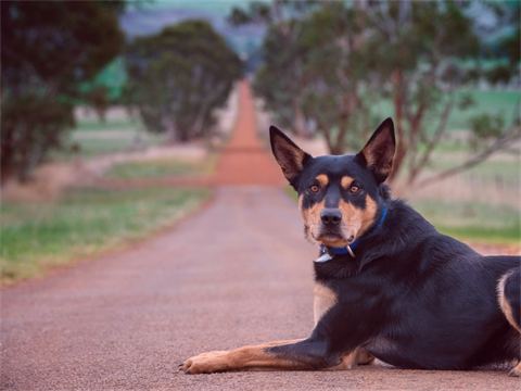 Kelpie on the Road