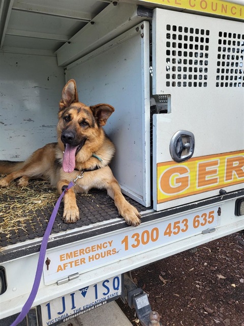 dog in a van