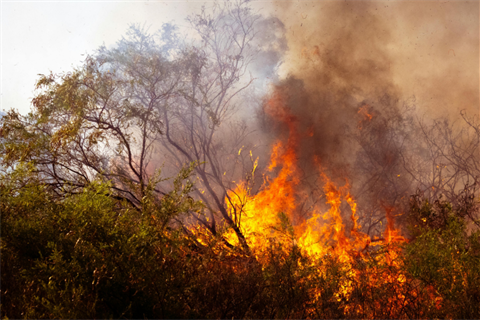 Bushfire-Image.png