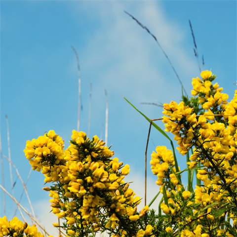 Gorse Bush